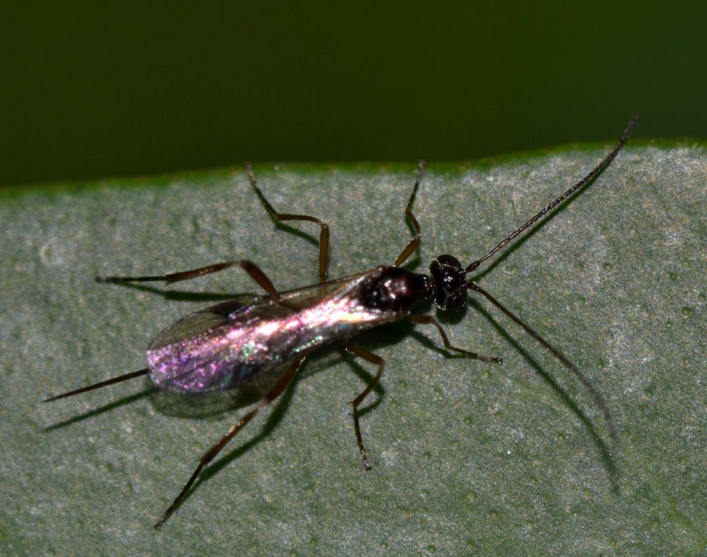 Braconidae da identificare (121)